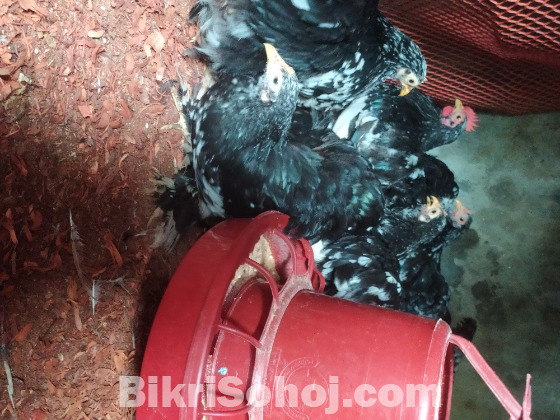 কোচিং মুরগী